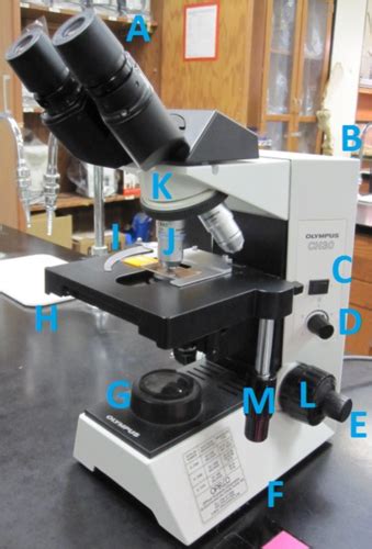 Biology Lab Practical Flashcards Quizlet