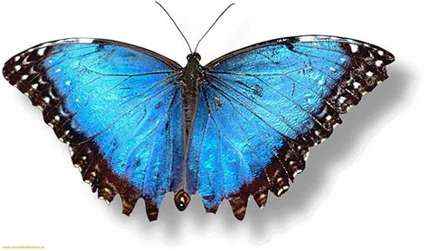 Butterflies Blue Butterfly Blue Butterfly Clipart Transparent