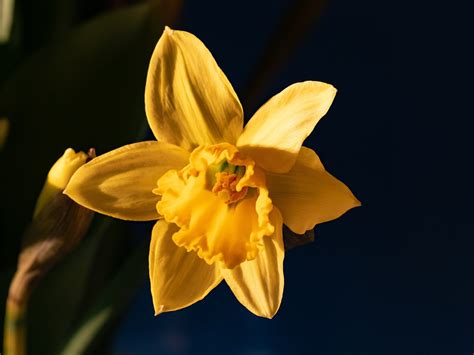 Easter Bell Daffodil Free Photo On Pixabay Pixabay