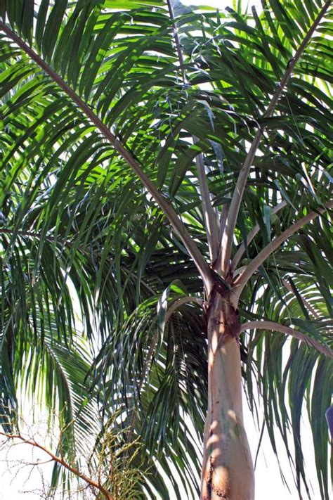 Carpentaria Acuminata Carpentaria Palm