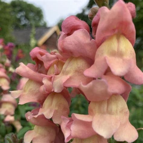 Antirrhinum Majus Leeuwenbek Summer Sunset Mix Bloem En Oogst