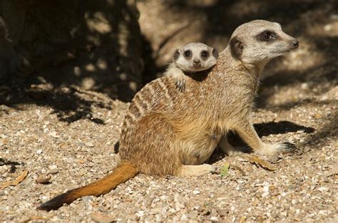 Zoo News Digest: New meerkat manor planned for Bristol Zoo Gardens