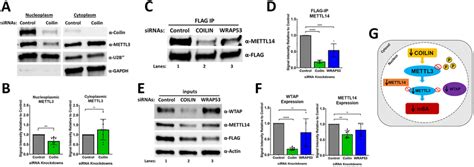 Coilin Knockdown Decreases The Protein Expression Of WTAP And METTL14