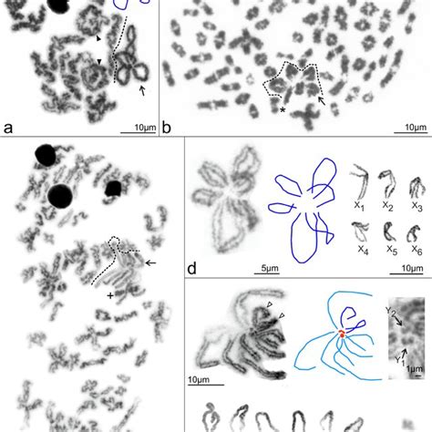 Caponiidae Male Meiosis And Sex Chromosomes Symbols ↑ Sex Download Scientific Diagram