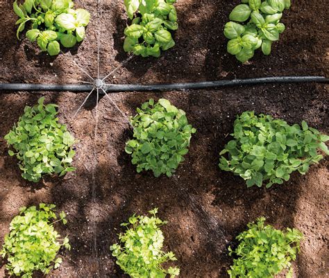 Conseils jardinage Les clés pour un arrosage parfait cet été