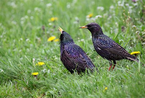 47 Common Backyard Birds North America