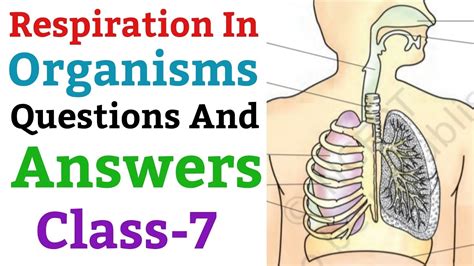 Respiration In Organisms Questions And Answers Science For Class