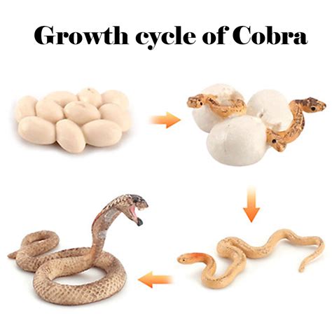 Snake Life Cycle