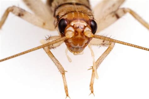 Female Nymph Tropical House Cricket Gryllodes Sigillatus