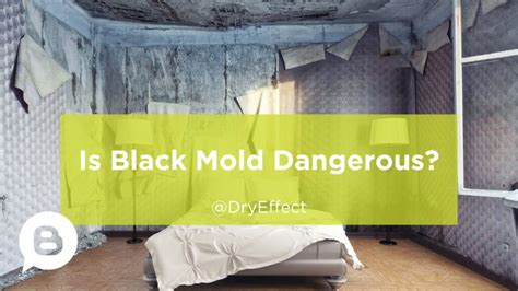 Is Black Mold Dangerous Dry Effect Restoration Of Cincinnati