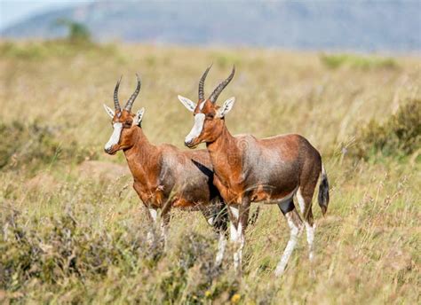 Blesbok Antelope stock image. Image of nature, green - 107648073