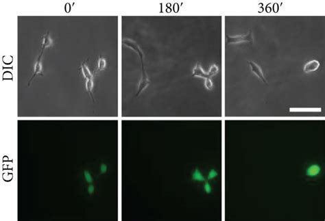 Knockdown Of Pak In Hek Cells Causes Cytokinesis Failure And