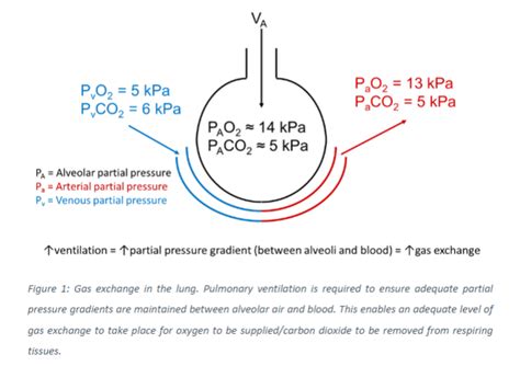 Pulmonary Ventilation Physiology Test And Flashcards