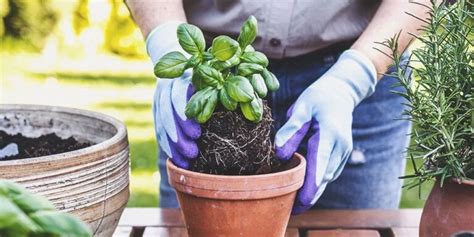 Feng Shui Las Plantas Que Hay Que Tener En Casa Para Atraer La