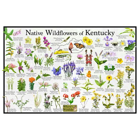 A Guide To 59 Common Wildflowers In Kentucky Nature Blog Network