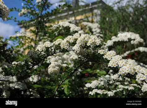 Spiraea x vanhouttei Stock Photo - Alamy