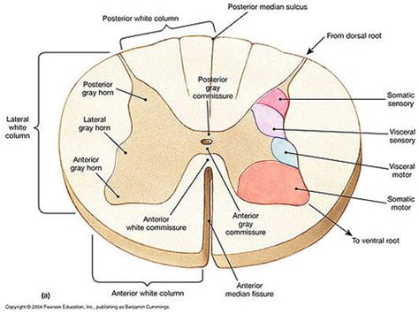 Anterior Commissure Spinal Cord