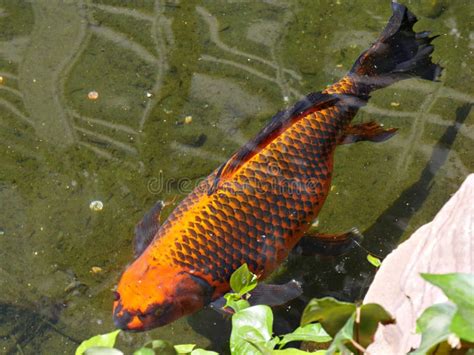 Peixes De Koi Na Lagoa Foto De Stock Imagem De Nadada 153735300