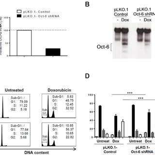 Knockdown Of Oct 6 Affects Cellular Response To Genotoxic Stress