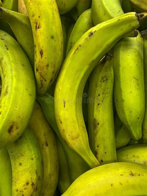 662 Harvest Plantain Stock Photos Free And Royalty Free Stock Photos