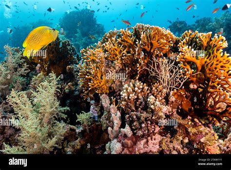 A Butterflyfish Swims Over A Healthy Coral Reef In The Red Sea Stock