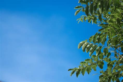 Premium Photo Green Leaves And Blue Sky In Background