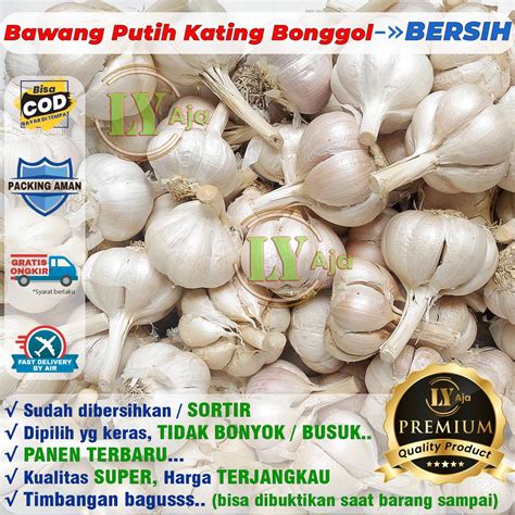 Jual Bawang Putih Kating BERSIH Dan KOTOR Bonggol 500 Gram Kualitas