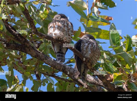 Pair of brown hawk-owls (Ninox scutulata) sleeping in the canopy of ...