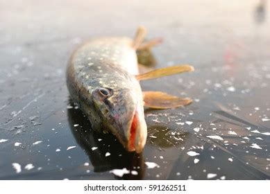 Ice Pike Fishing Photos and Images & Pictures | Shutterstock