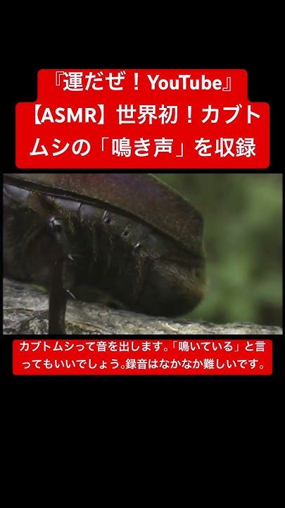 【asmr】世界初！カブトムシの「鳴き声」を収録 Sdgs Insects 虫の音 Sound 仮面ライダー 虫の声 Yt