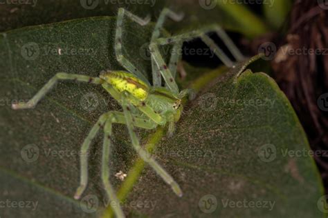 Green Huntsman Spider 3797296 Stock Photo at Vecteezy