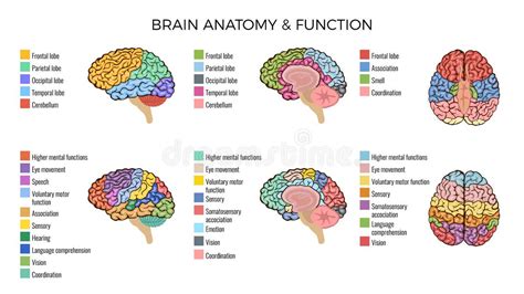 Brain Memory Region Stock Illustrations – 37 Brain Memory Region Stock ...