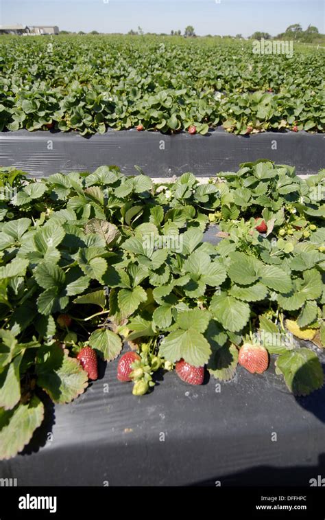 Strawberries Fresh Vegetable Produce And Fruit Truck Farming In Ruskin