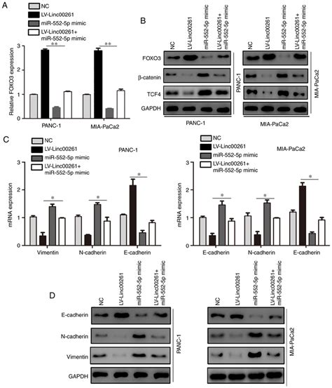 Linc00261 Regulates The β Catenintcf4 Signaling Pathway Via Download Scientific Diagram