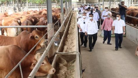 Mentan Stok Sapi Siap Potong Aman Hingga Lebaran Tempo Co