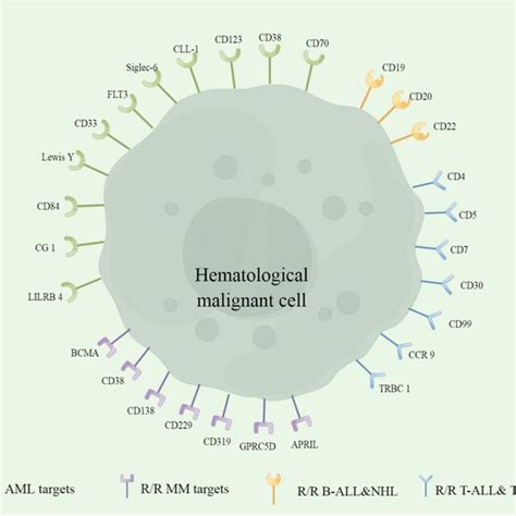 Car T Targets Of Hematological Malignancies There Are Different