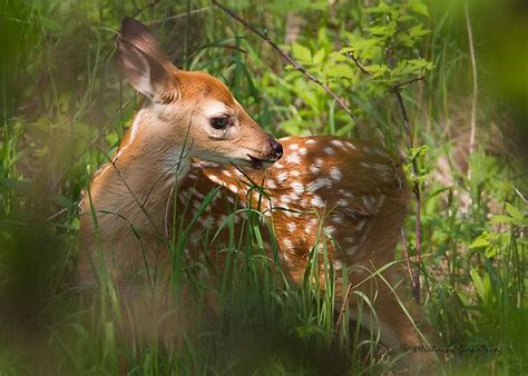 White-tailed Deer Fawn by Michaela Sagatova | Whitetail deer, Deer, Fawn