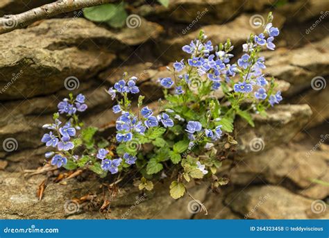 Germander Speedwell Or Bird S Eye Speedwell Veronica Chamaedrys Stock