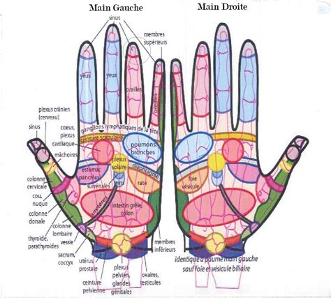La Réflexologie Palmaire Méthode Chinoise Sur Le Chemin De La