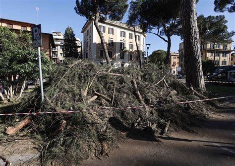 Così la cocciniglia e la burocrazia stanno uccidendo i pini nelle