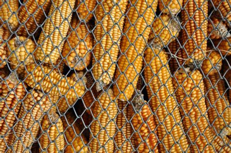 Dry Corn Storage stock image. Image of farm, cage, field - 16955007