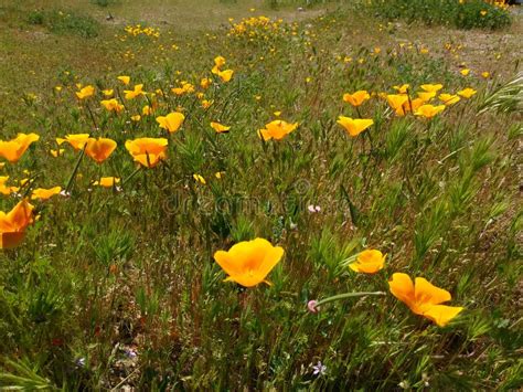 Wildflower Homes Hemet Ca At David Mroz Blog