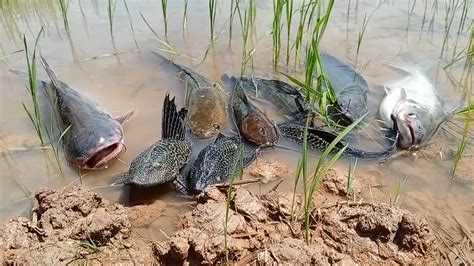 Oh My God Unbelievable This Rice Fields Found Big Snakeheads