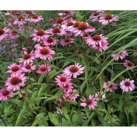 Rode Zonnehoed Echinacea Purpurea Magnus Vaste Planten Planten