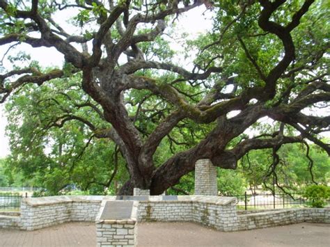 Oldest Trees In Texas Oldest Org