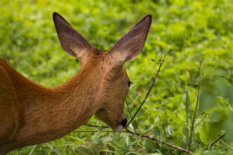 Deer Eating Grass Stock Photos, Images and Backgrounds for Free Download