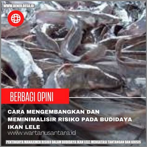 Pentingnya Manajemen Risiko Dalam Budidaya Ikan Lele Mengatasi