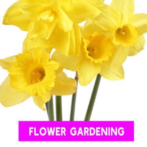 How To Grow Daffodil Bulbs From Bulb To Bloom