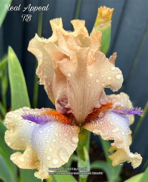 Tall Bearded Iris Iris Real Appeal In The Irises Database