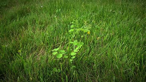 Complete Guide To Black Locust Tree What You Need To Know Growit